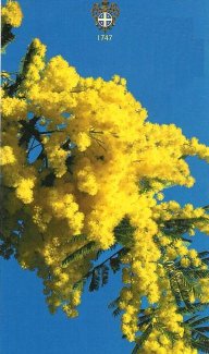 aussi du mimosa A DEUX PAS DE BORMES